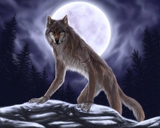 Werewolves Facts & Myths Ib86sy10