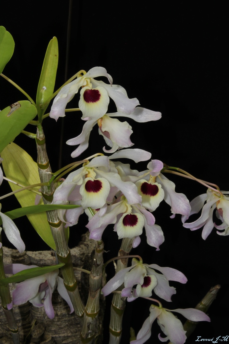 Dendrobium type nobile Img_2236