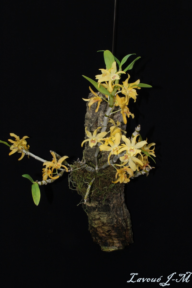 Dendrobium Stardust Chiyomi Img_2310