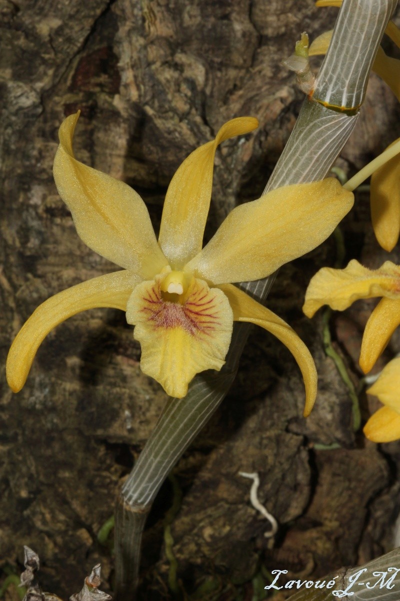 Dendrobium Stardust Chiyomi Img_2313