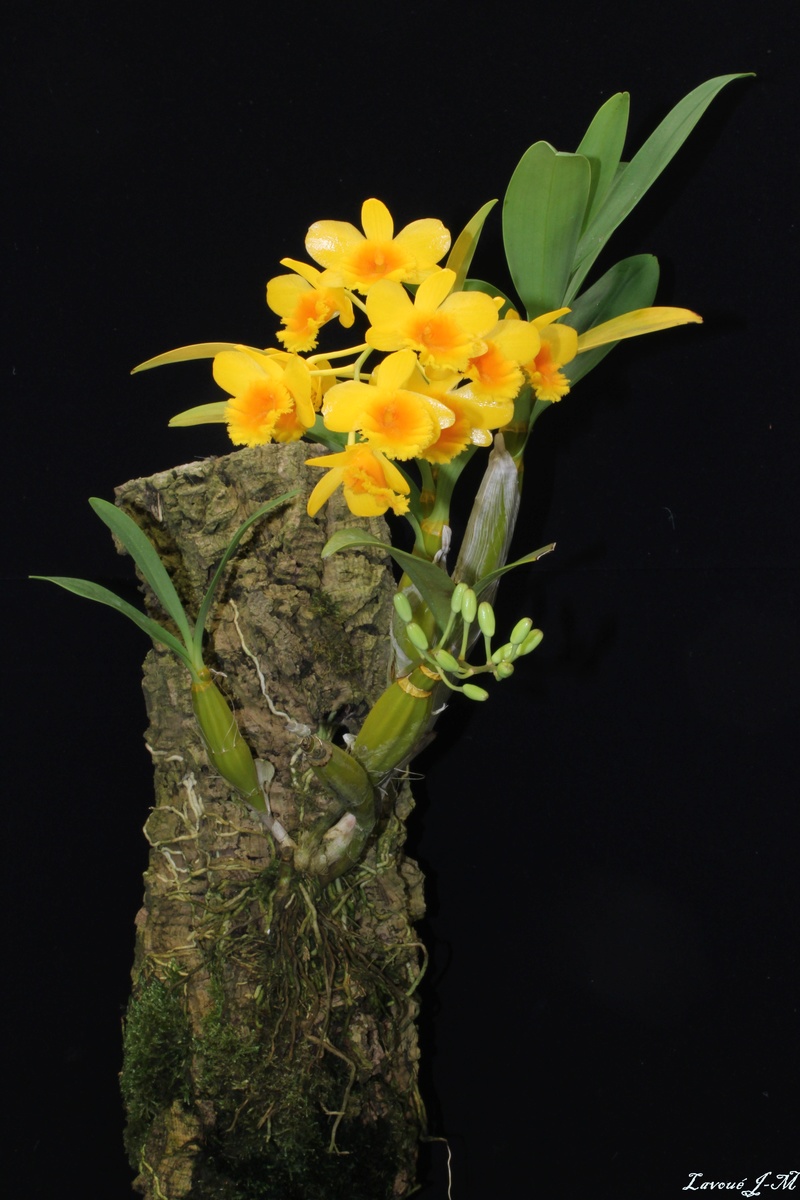Dendrobium chrysotoxum  Img_2314