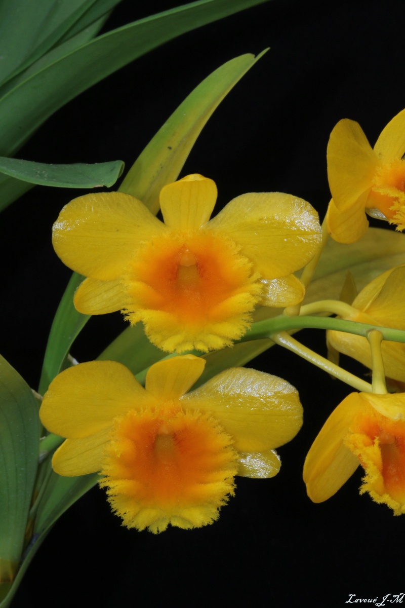 Dendrobium chrysotoxum  Img_2315