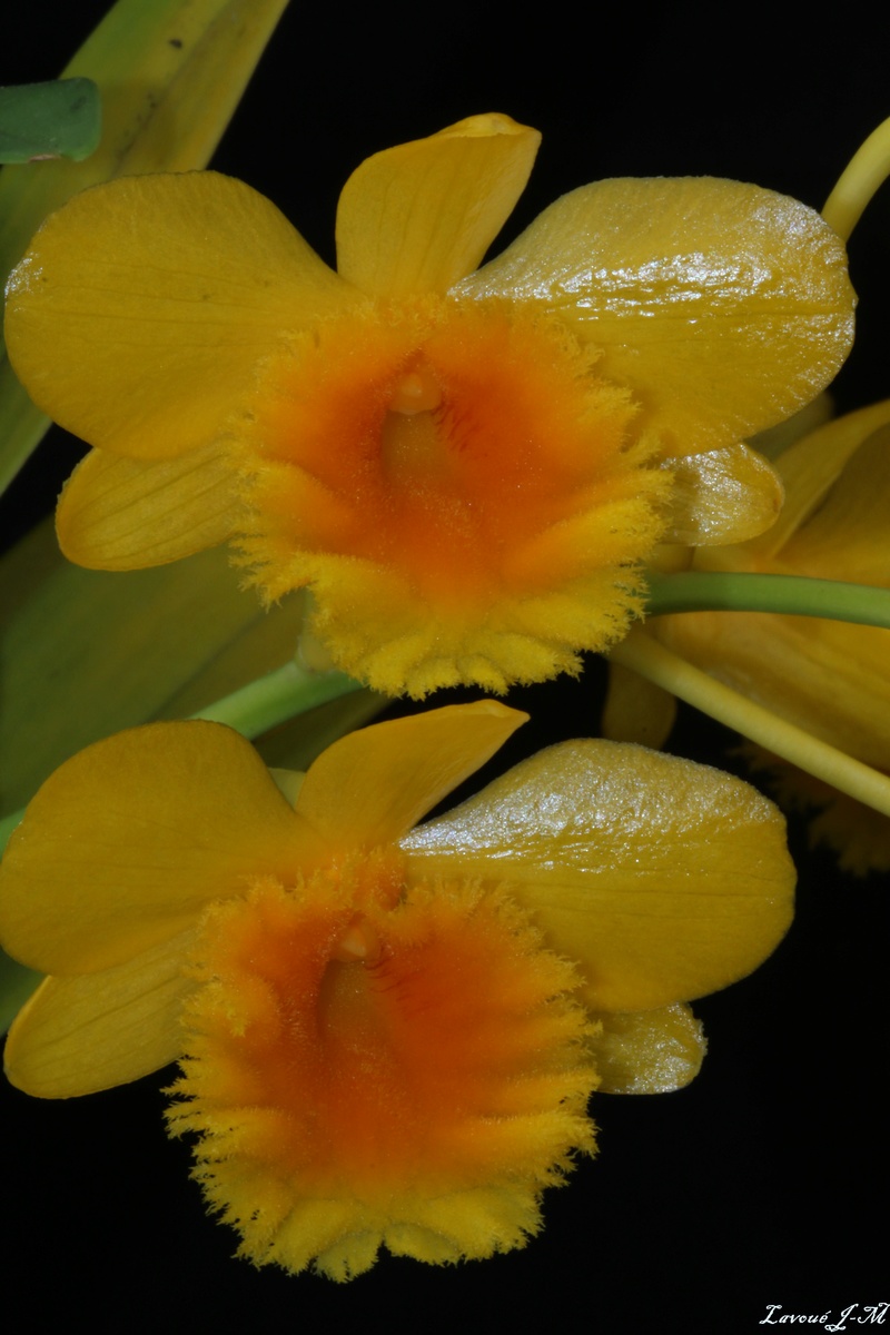 Dendrobium chrysotoxum  Img_2316