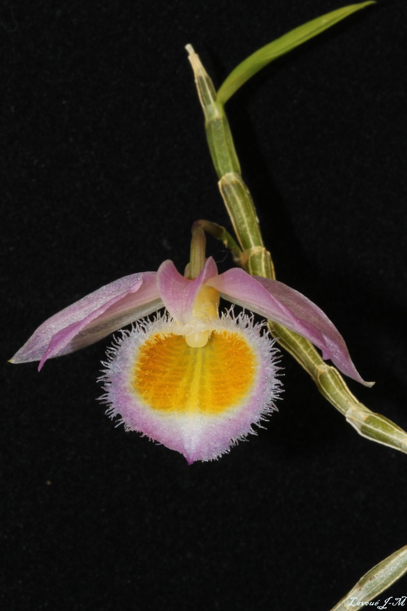 Dendrobium loddigesii Img_2319