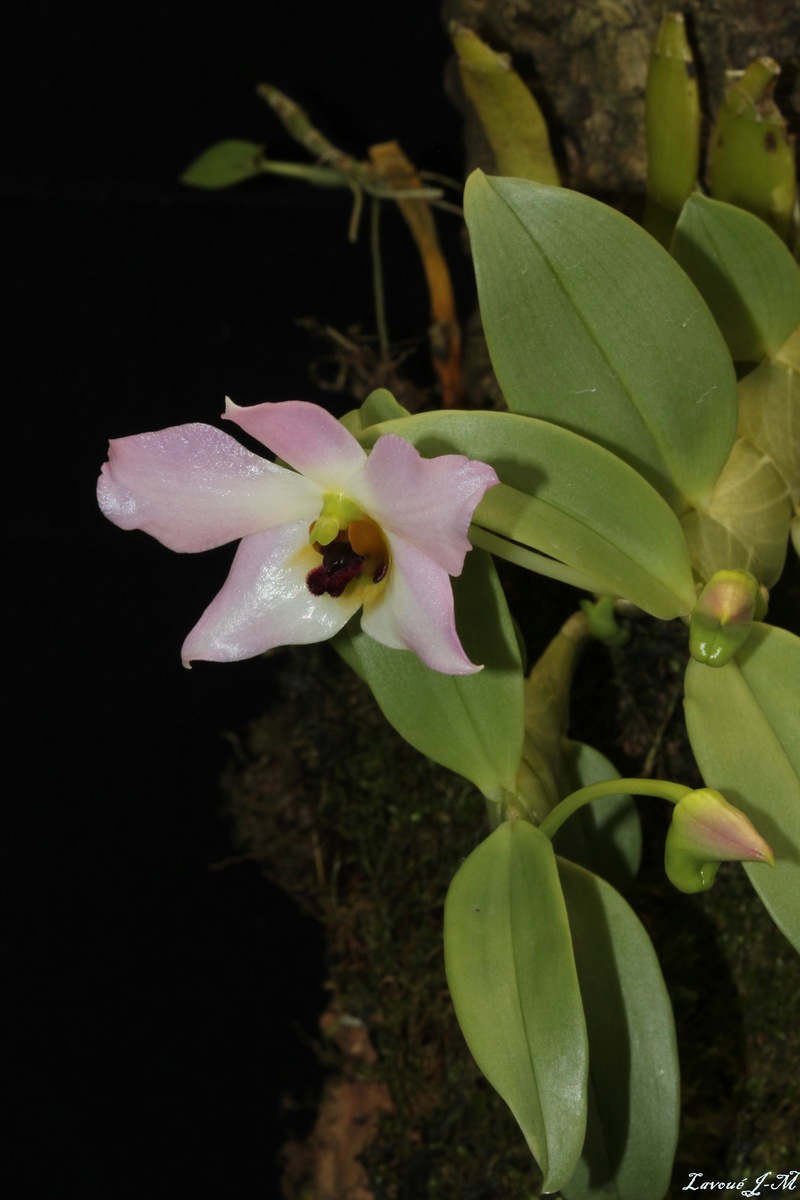 Dendrobium trantuanii Img_2410