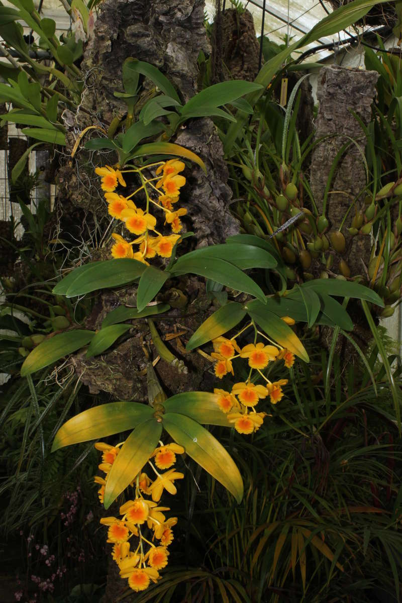 Dendrobium chrysotoxum n°2 Img_2414