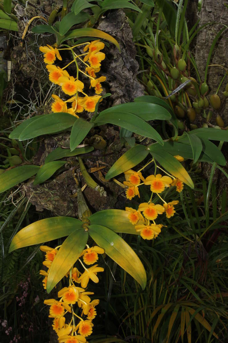 Dendrobium chrysotoxum n°2 Img_2415