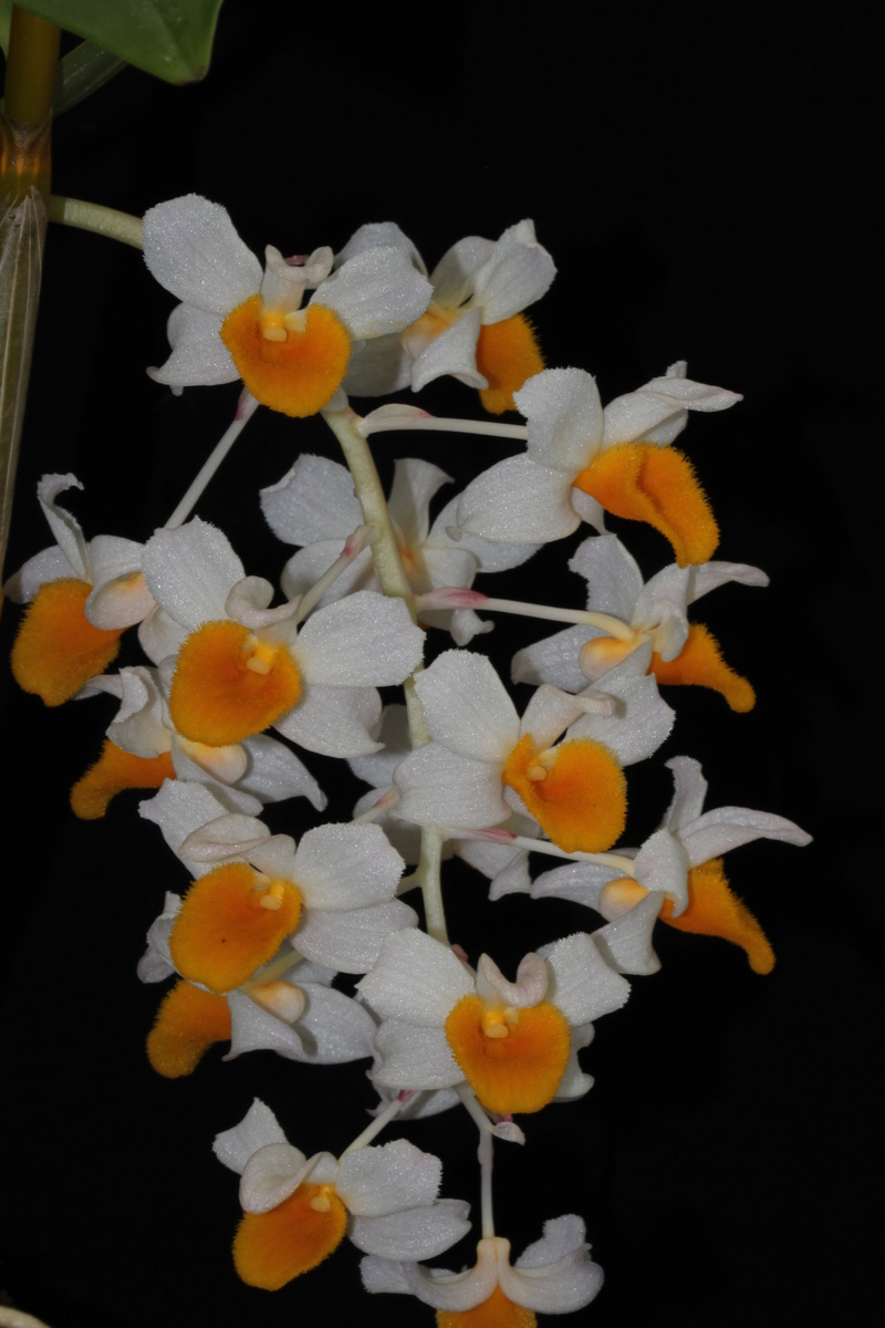 Dendrobium thyrsiflorum  Img_2416