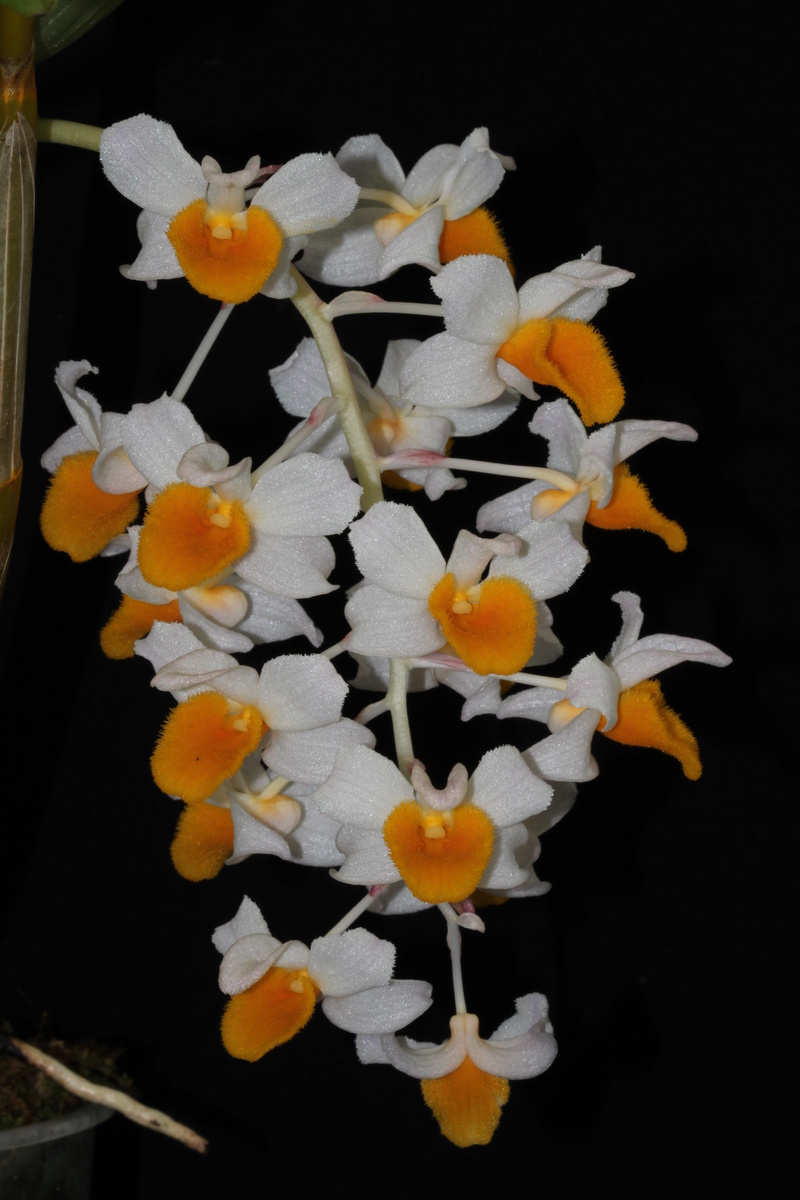 Dendrobium thyrsiflorum  Img_2417
