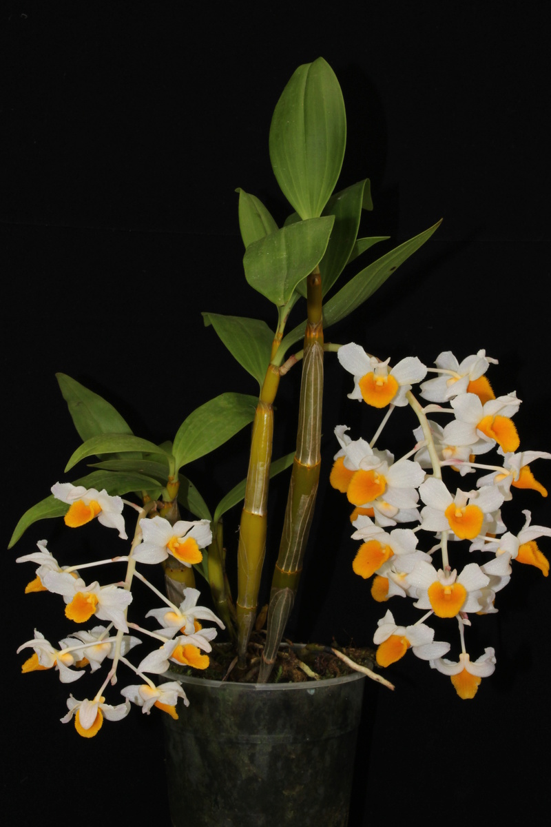 Dendrobium thyrsiflorum  Img_2418