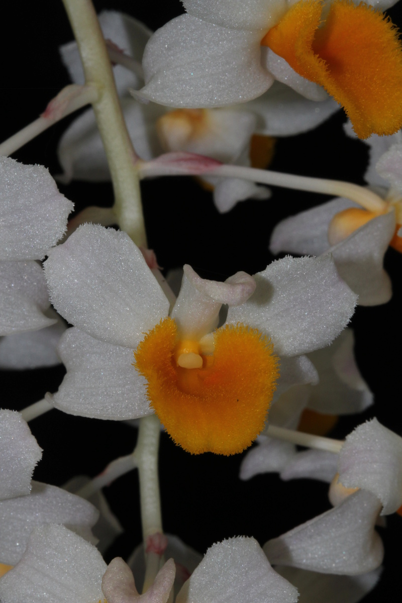 Dendrobium thyrsiflorum  Img_2419