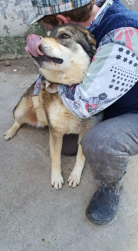 TITA , F-X BERGER , née 2011 , 18KG (ORASTIE/RUE) -UNE GENTILLE FIFILLE - Fb_i3675