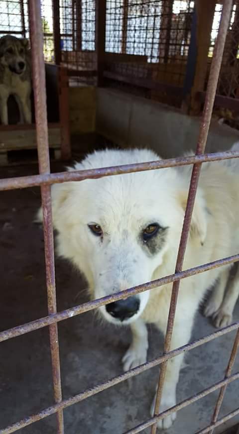 MALOU, M-X, 30kg, né ? (FOURRIERE ORASTIE) - A l'adoption via Refuge Pas si Bêtes Fb_i3813