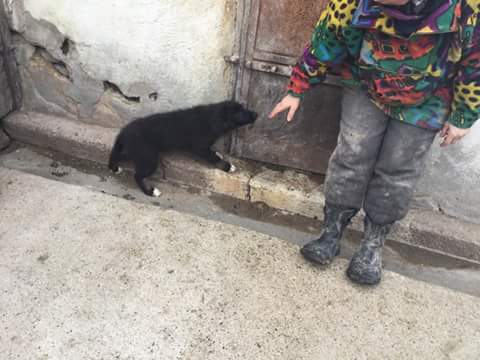 NINA, F-X berger roumain, née 11/2016 (RUE ORASTIE) Prise en charge Ferme des rescapés Fb_im486