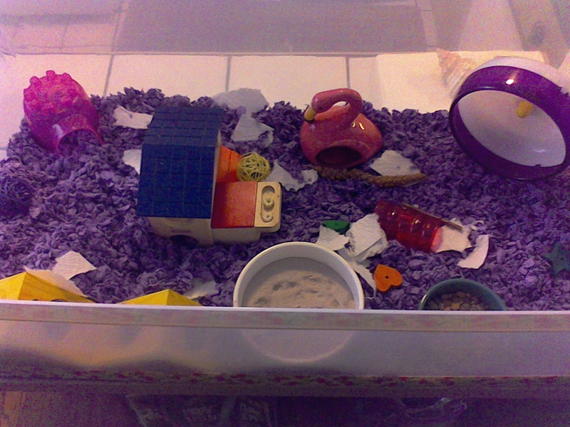 Cam's (winter white hammy) new set up today Win_2040