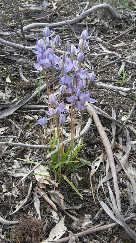 Ophir Goldfield Reserve trip - 2017 - in pictures. 20161010