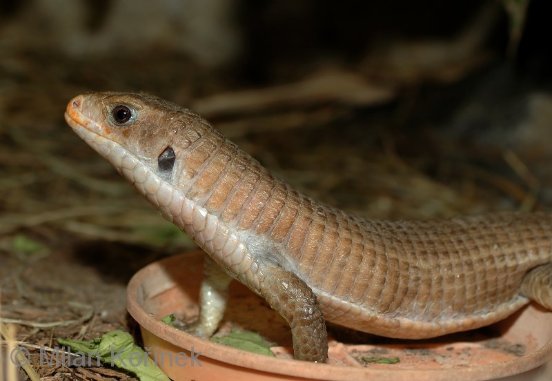 Sauriens D392c710