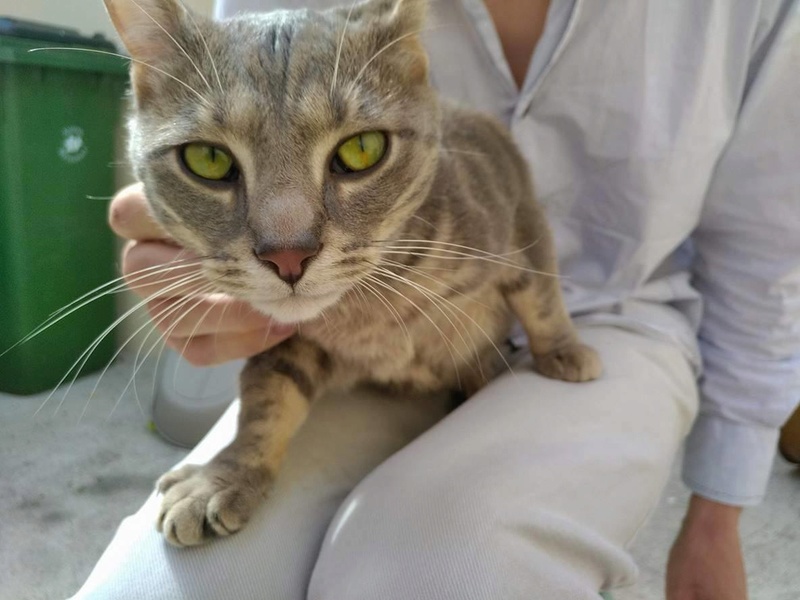 Marty ( Rubens ), chaton tigré gris, né le 19 avril 2016 18472212