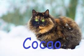 Cocoa The Kittypet Downlo12