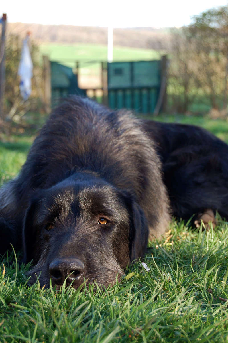 Okénèstse Giant Jack, un géant au coeur tendre ADOPTÉ   Dsc_0028