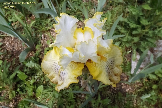 Les Iris plicata - une longue histoire et un bel exemple d'évolution -cadra10