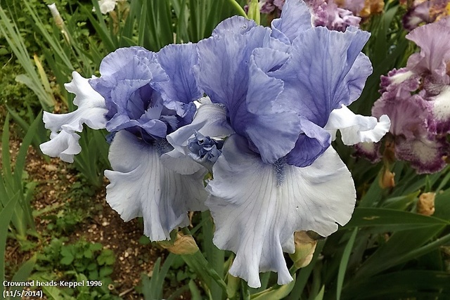 Iris 'Alpenview' - Keith Keppel 2002 _crown10