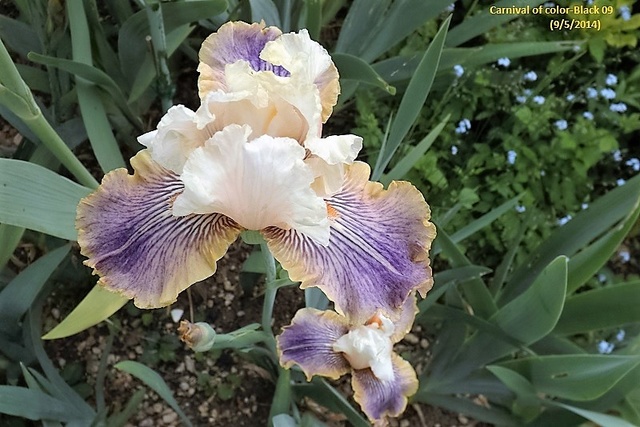 Les Iris plicata - une longue histoire et un bel exemple d'évolution Carniv10