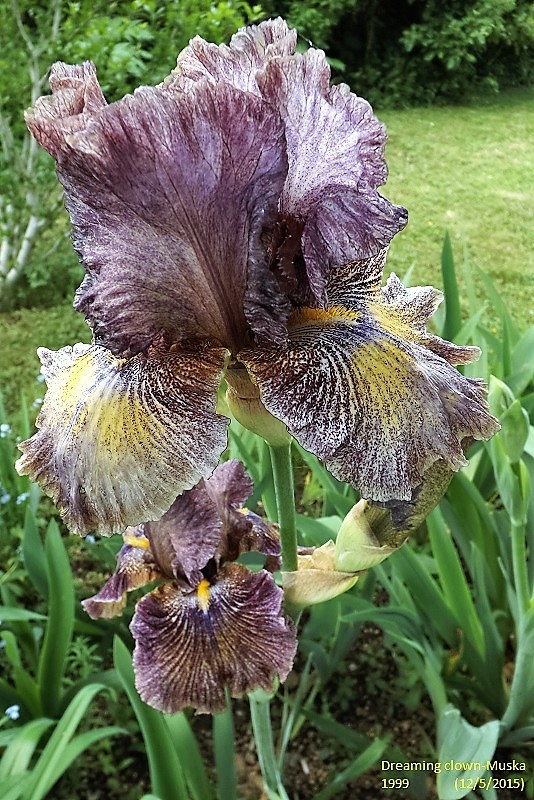 Les Iris plicata - une longue histoire et un bel exemple d'évolution Dscf1113