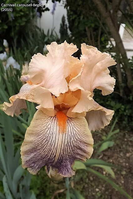 Les Iris plicata - une longue histoire et un bel exemple d'évolution Dscf1511
