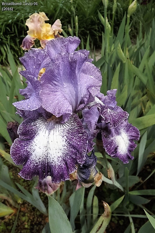 Les Iris plicata - une longue histoire et un bel exemple d'évolution Dscf1513