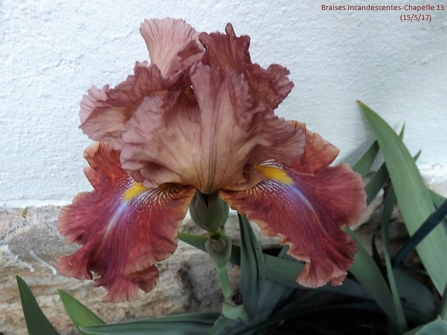 Iris 'Braises Incandescentes' - Alain Chapelle 2013 Dscf2546