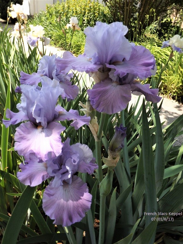 Iris 'French Lilacs' - Keith Keppel 2007 Dscf2827