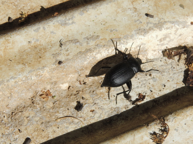Insecte noir/ Résolu - BLAPS MUCRONATA Dscn6015