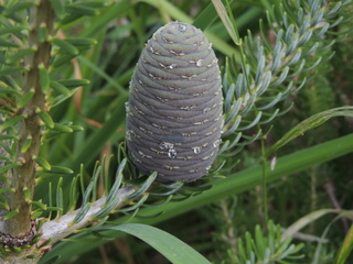 Abies Koreana 'Silberlocke' Dscn7412