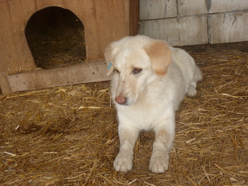 BALANUCH, mâle croisé berger sauvé de Pallady, né en 2009 parrainé par Nathalie G. -Gage Coeur  Myri_Bonnie-SC-R-SOS- P1010259