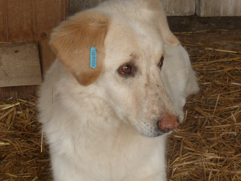BALANUCH, mâle croisé berger sauvé de Pallady, né en 2009 parrainé par Nathalie G. -Gage Coeur  Myri_Bonnie-SC-R-SOS- P1010261