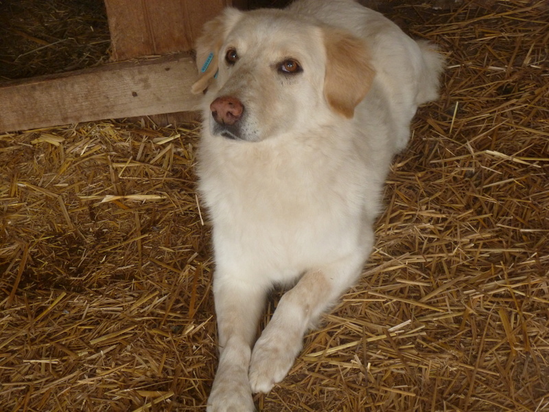 BALANUCH, mâle croisé berger sauvé de Pallady, né en 2009 parrainé par Nathalie G. -Gage Coeur  Myri_Bonnie-SC-R-SOS- P1010264