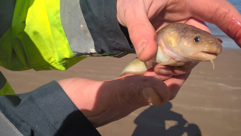 Perch Rock 25th and 26th March Wp_20126