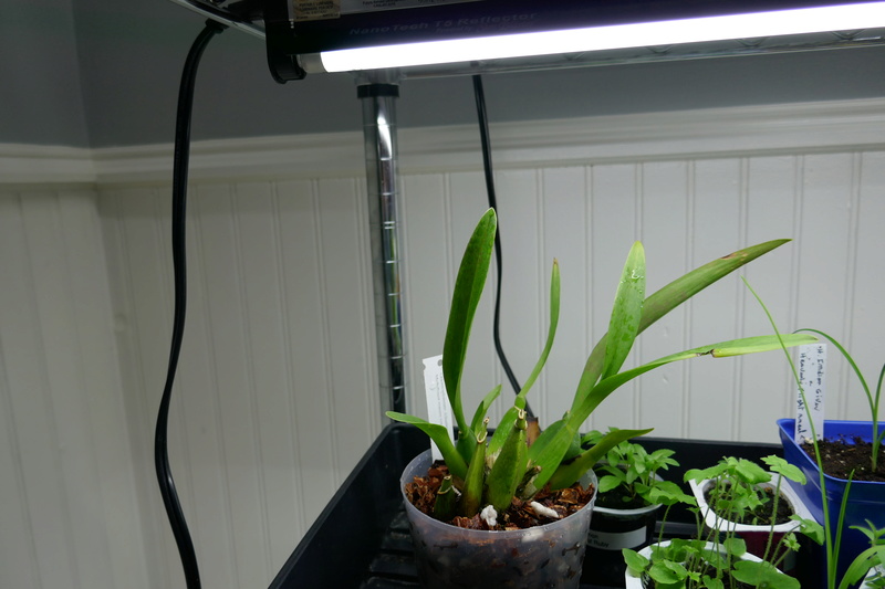 Avis sur mon environnement pour orchidées Odontoglossum/Oncidium Img_5713