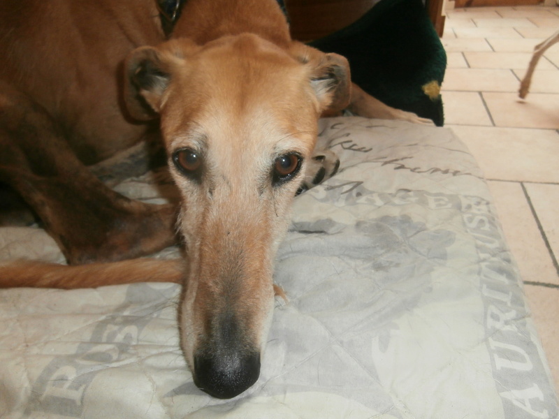 Fiel galgo beige, 4 ans  Adopté  - Page 2 P5160025