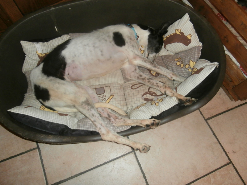 Careta galga à l'adoption "un creve coeur " scooby france " Adoptée - Page 3 P5190011