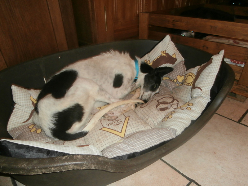 Careta galga à l'adoption "un creve coeur " scooby france " Adoptée - Page 3 P5190013