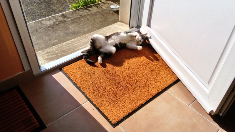 Léonida, jeune chatte gris tabby blanc née en octobre 2015 Lyonid11