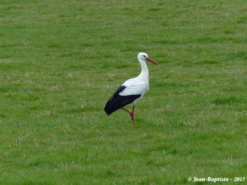 [16-Charente] Cigogne blanche P1700810