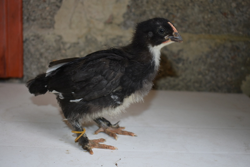 marans - URGENT Sexage Marans NCC Tempor54