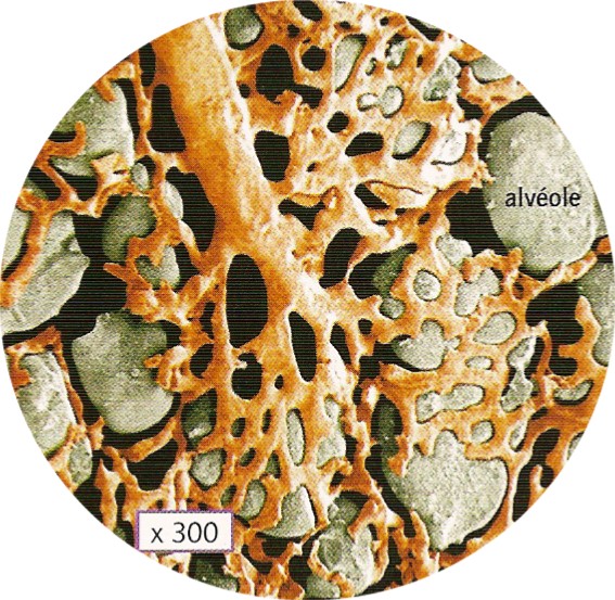 Chapitre 2 L'apport du dioxygène pour l'énergie Alveol10