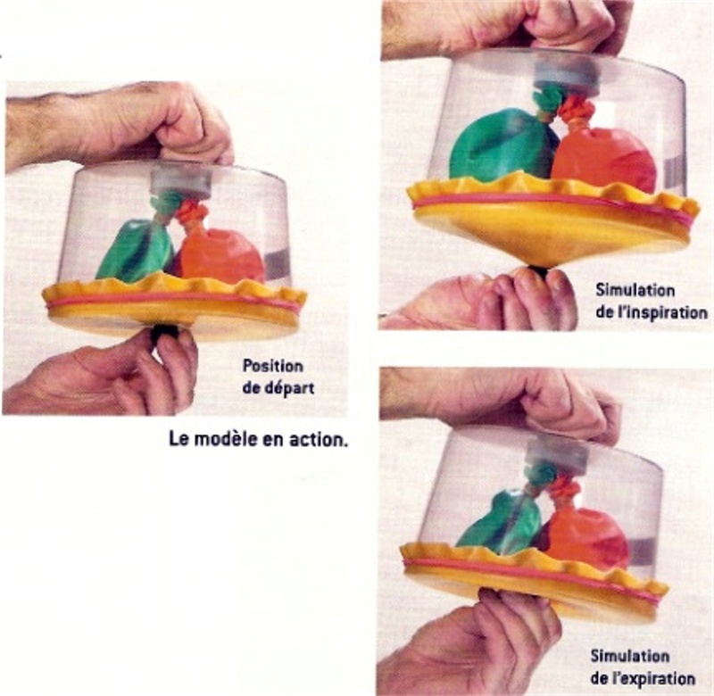 Chapitre 2 L'apport du dioxygène pour l'énergie Modyle10