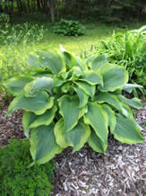 Guide d'identification: Hostas par photos (ancien) Atlant12