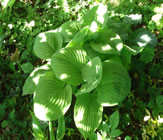 Guide d'identification: Hostas par photos (ancien) August19