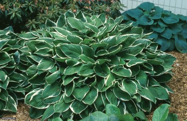 Guide d'identification: Hostas par photos Crowne10